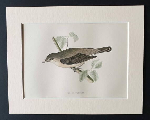Original 1891 hand coloured bird print in mount - Garden Warbler