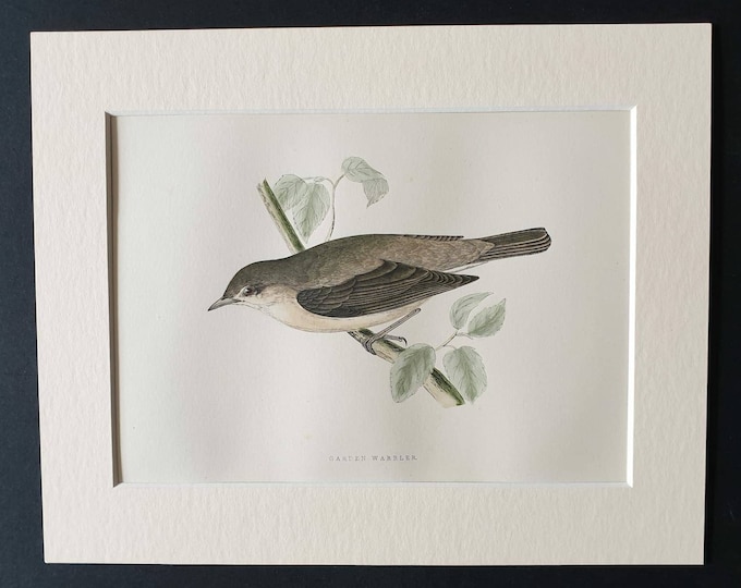 Original 1891 hand coloured bird print in mount - Garden Warbler