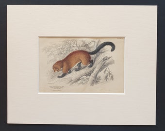 Eira Ferruginea  - Original 1842 hand coloured print in mount
