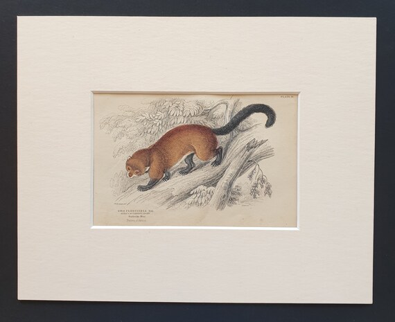 Eira Ferruginea  - Original 1842 hand coloured print in mount