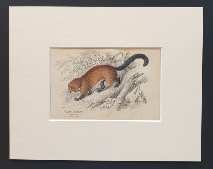 Eira Ferruginea  - Original 1842 hand coloured print in mount