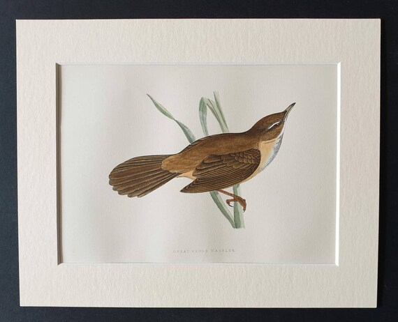 Original 1891 hand coloured bird print in mount - Great Sedge Warbler