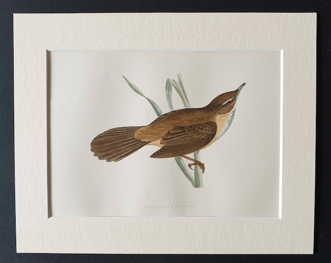 Original 1891 hand coloured bird print in mount - Great Sedge Warbler