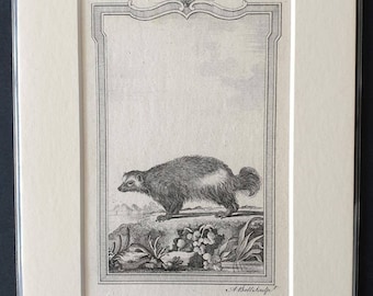 Glutton - Original 1791 Buffon print