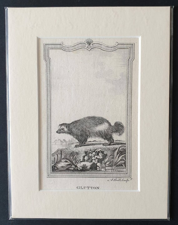Original 1791 Buffon print - Glutton