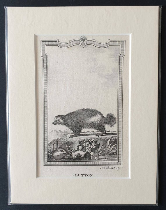 Original 1791 Buffon print - Glutton