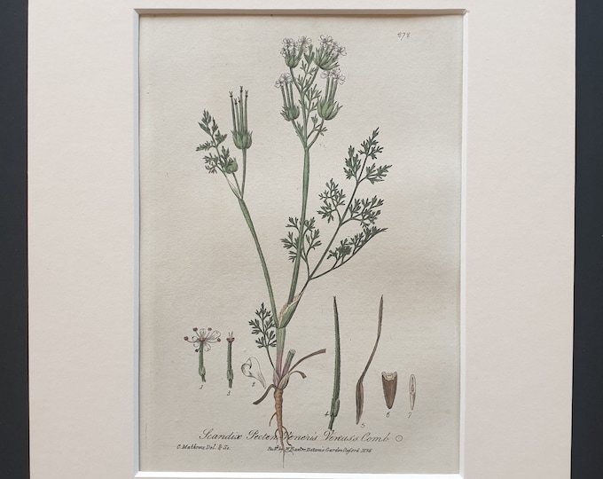 Venus's Comb - Original 1839 hand coloured flower print in mount
