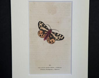 The Small Tiger Moth - Original 1832 Hand Coloured Antique Print