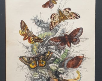 Kentish Glory, Emperor Moths and others - Original hand coloured 1860 print