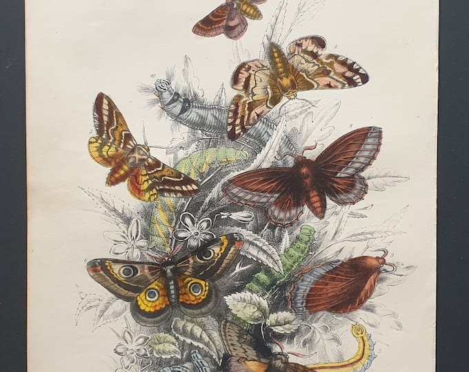 Kentish Glory, Emperor Moths and others - Original hand coloured 1860 print