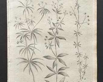Common, Northern and Little Cleavers - Original 1802 Culpeper engraving (31)
