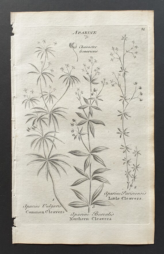 Common, Northern and Little Cleavers - Original 1802 Culpeper engraving (31)