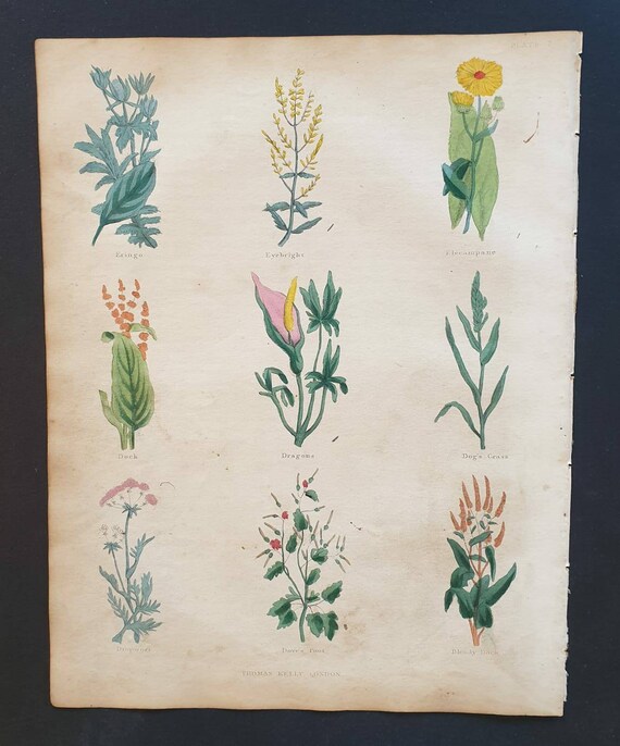 Original hand coloured 1850 Nicholas Culpeper herbal print - Plate 7