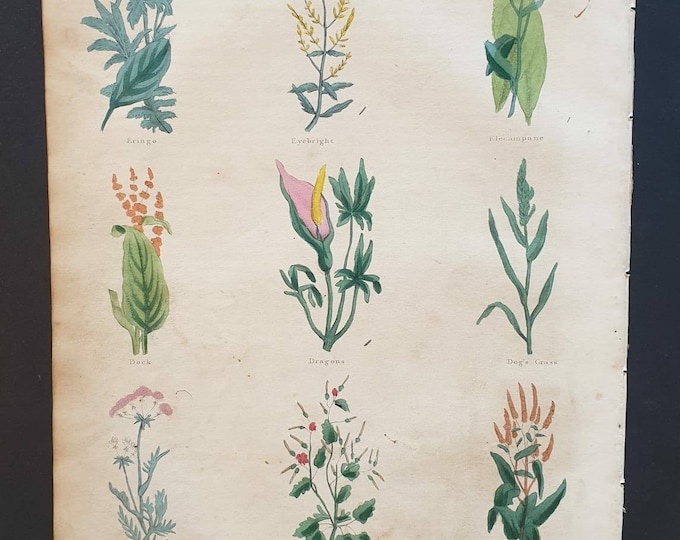Original hand coloured 1850 Nicholas Culpeper herbal print - Plate 7