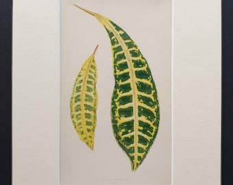 Croton Variecatum - Original 1865 leaf print
