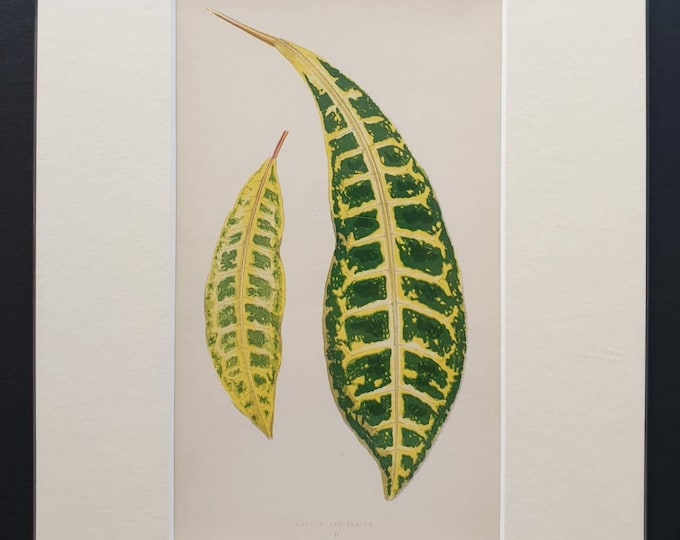 Original 1865 leaf print 'Croton Variecatum'