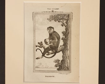 Malbrouk - Original 1791 Buffon print in mount
