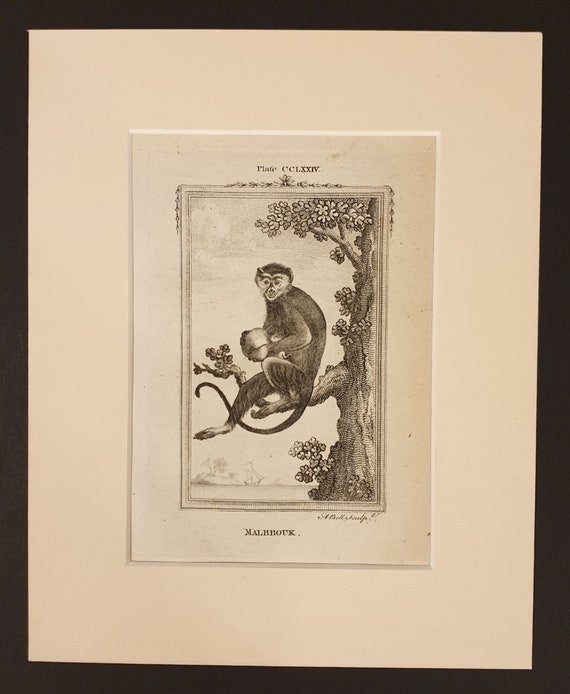 Malbrouk - Original 1791 Buffon print in mount