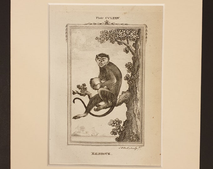 Malbrouk - Original 1791 Buffon print in mount