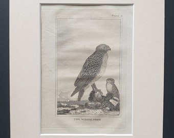 The White John - Original 1812 Buffon print in mount (4)