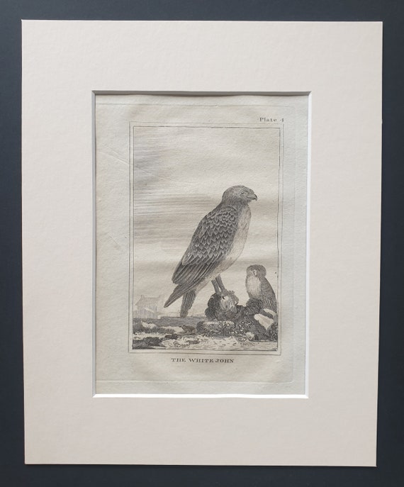 The White John - Original 1812 Buffon print in mount (4)