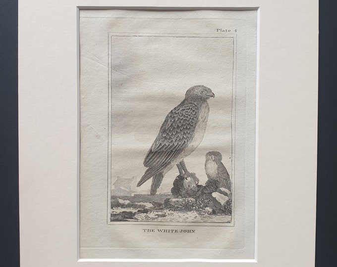 The White John - Original 1812 Buffon print in mount (4)