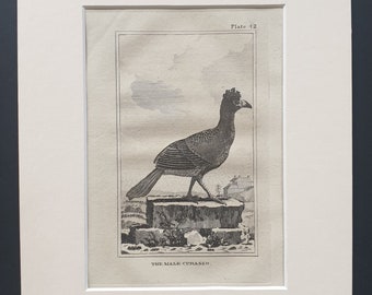 The Male Curasso - Original 1812 Buffon print in mount (42)