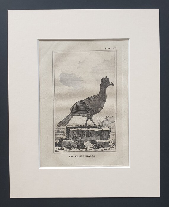 The Male Curasso - Original 1812 Buffon print in mount (42)
