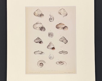 Socotran Land Shells - Original 1880s Sowerby's Book of Shells Print