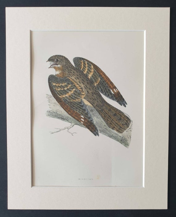 Original 1891 hand coloured bird print in mount - Nightjar