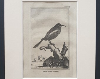 The Icteric Oriole - Original 1812 Buffon print in mount (72)