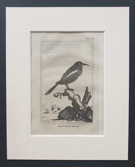 The Icteric Oriole - Original 1812 Buffon print in mount (72)