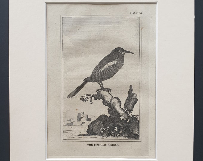 The Icteric Oriole - Original 1812 Buffon print in mount (72)