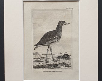 The Thick Kneed Bustard -  Original 1812 Buffon print in mount (199)
