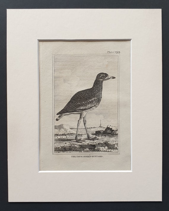The Thick Kneed Bustard -  Original 1812 Buffon print in mount (199)