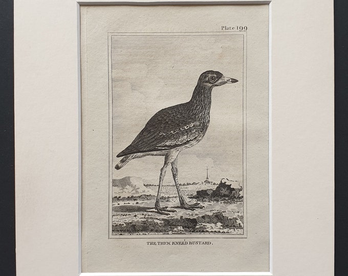 The Thick Kneed Bustard -  Original 1812 Buffon print in mount (199)