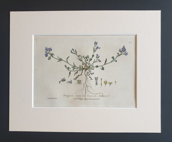 Common Milkwort - Original 1839 hand coloured flower print in mount