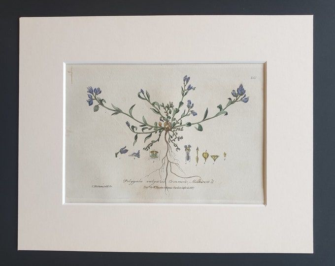Common Milkwort - Original 1839 hand coloured flower print in mount