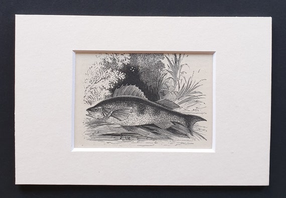 The Perch - small Illustrated Natural History print in mount