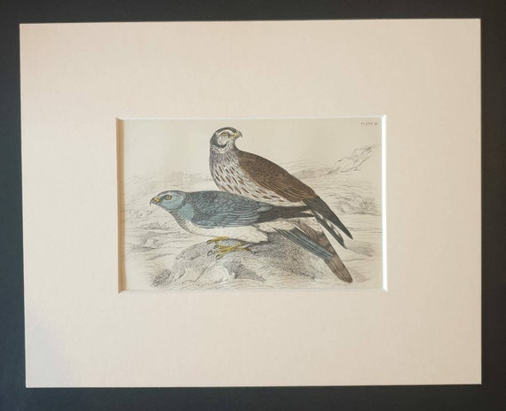 Original c1840 hand coloured bird print in mount - Hen Harrier and Ringtail