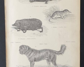 Mole, Hedgehog, Shrew and Thibet Dog - Original c1860's Museum of Natural History print