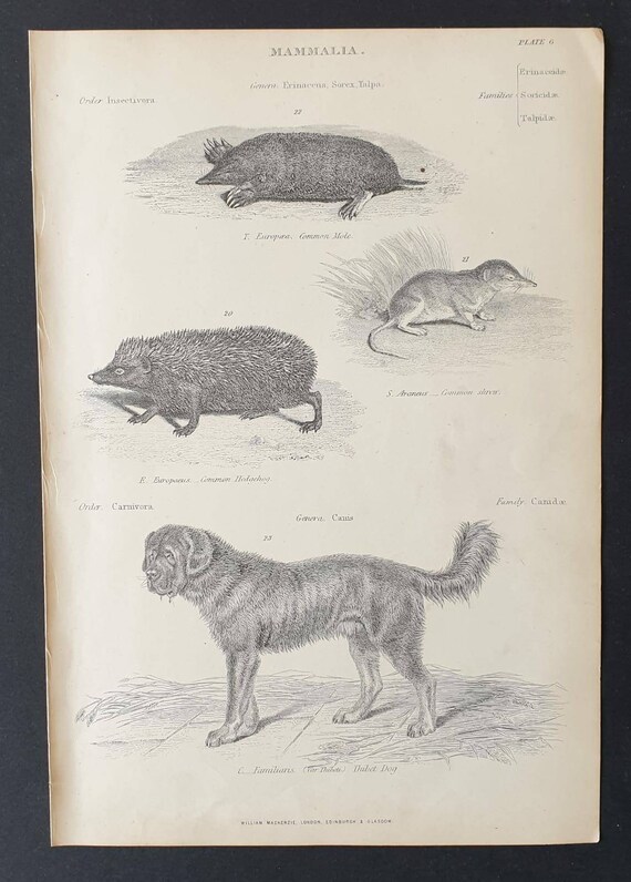 Original c1860's Museum of Natural History print - Mole/ Hedgehog/ Shrew and Thibet Dog