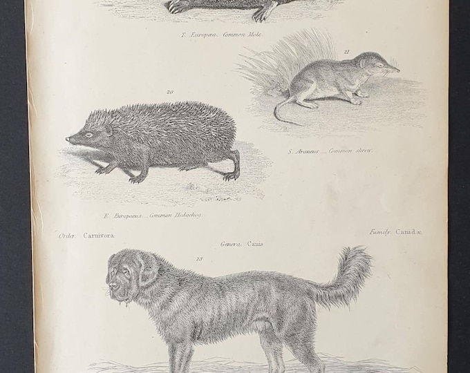 Original c1860's Museum of Natural History print - Mole/ Hedgehog/ Shrew and Thibet Dog