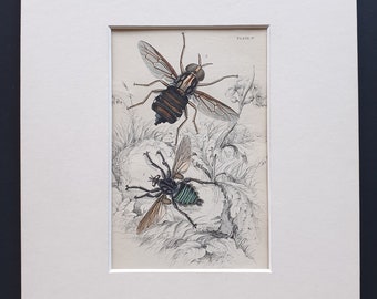 Asilus Abdominalis, Acanthomena Immanis - Original c1860 hand coloured insect print in mount