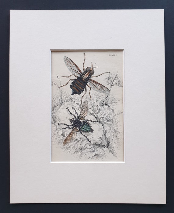 Asilus Abdominalis, Acanthomena Immanis - Original c1860 hand coloured insect print in mount
