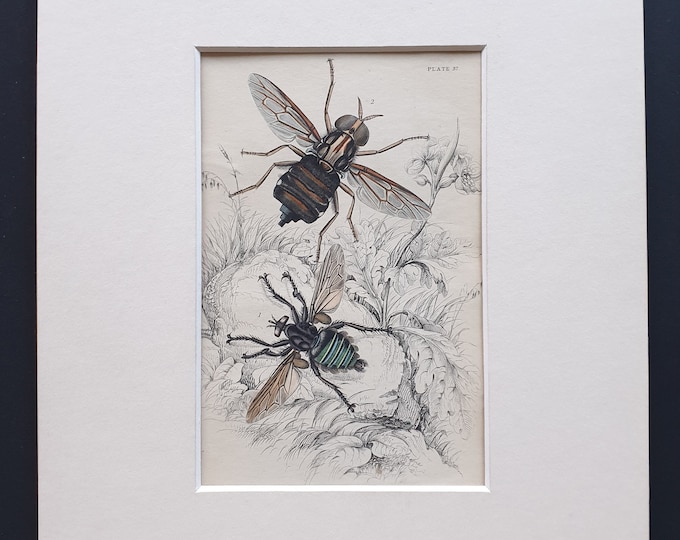 Asilus Abdominalis, Acanthomena Immanis - Original c1860 hand coloured insect print in mount