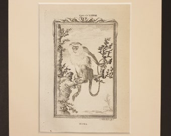 Mona - Original 1791 Buffon print in mount
