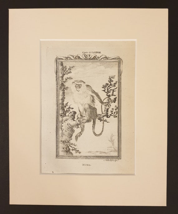 Mona - Original 1791 Buffon print in mount