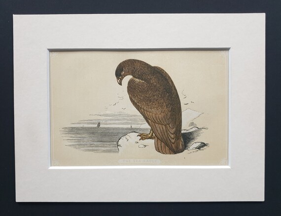 The Sea Eagle - Original 1851 John Tallis woodblock print