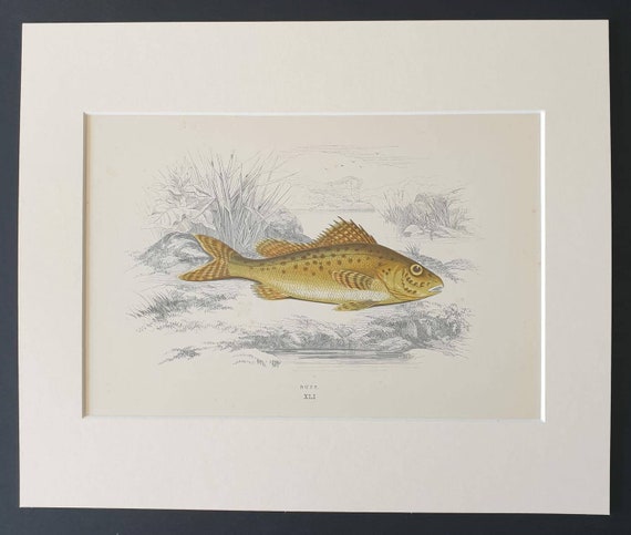 Ruff - Original 1877 'History of the Fishes of the British Islands' print